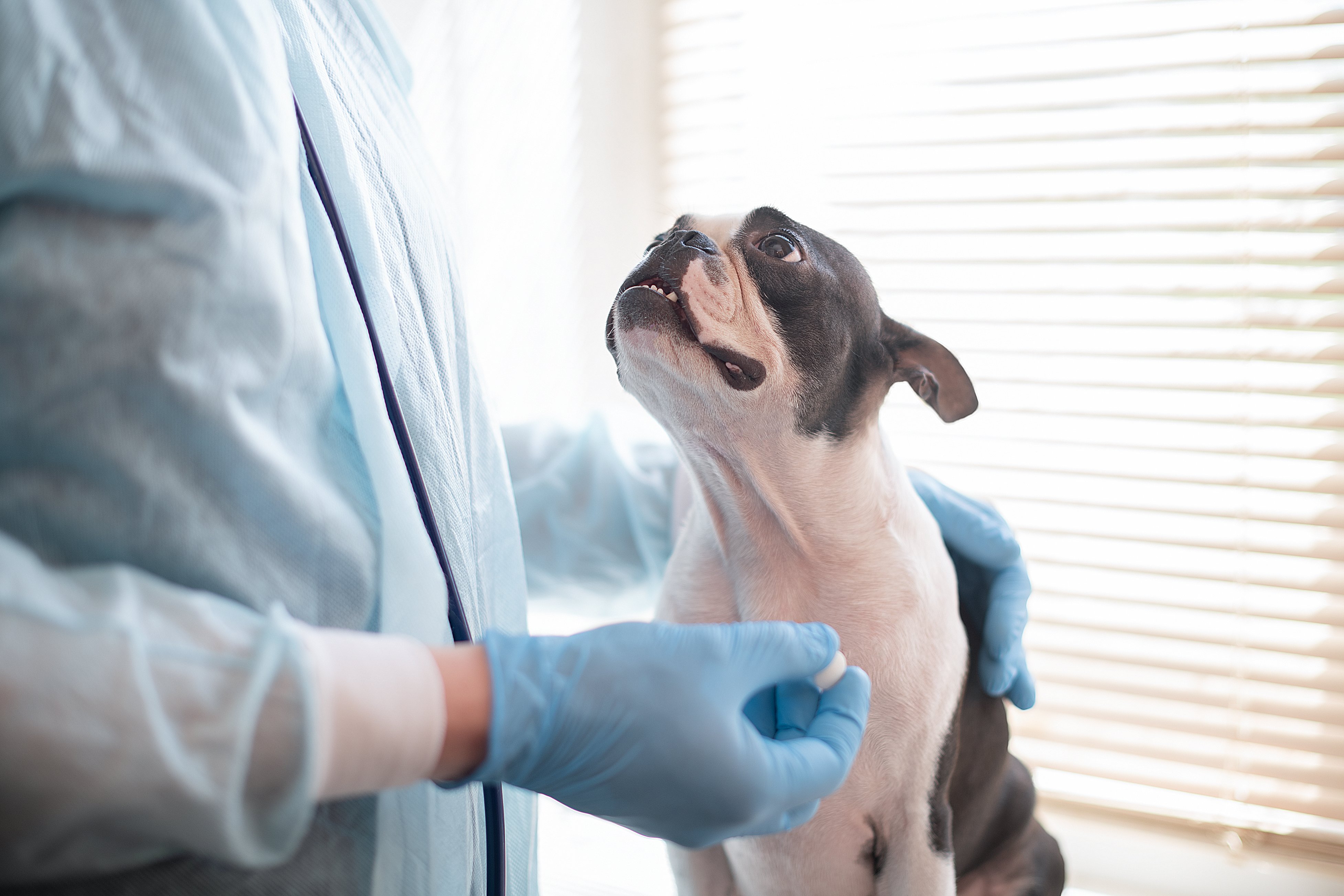 DEA Registrant Management for Veterinary Dispensaries or Pharmacies